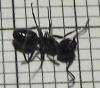 Lasius fuliginosus