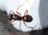 l-fuli1