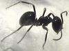 Lasius fuliginosus