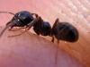 Lasius fuliginosus