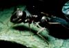 Lasius neglectus (Palacio de Pedralbes, 8.5.1993)