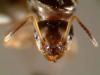 lasius neglectus