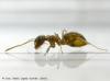 lasius neglectus