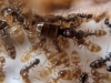 plagiolepis sp