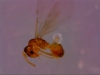 plagiolepis sp 1