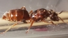 Reina Umbratus 4