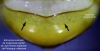 Polyergus rufescens-estructura cuticular glndula pigidial de la hembra ergatoide