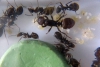 Polyergus y formica