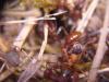 Formica atacando a Polyergus.