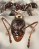 Aphaenogaster subterranea-Escorial