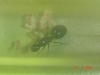 crematogaster