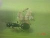 crematogaster
