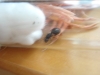 CrematogasterAuberti??2