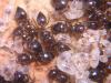 Crematogaster auberti. Kedada Murcia 2005.