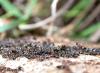 crematogaster