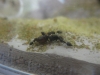 crematogaster auberti colonia hace unos meses