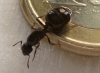 Crematogaster?