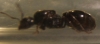 cremato3