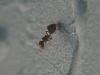 Crematogaster???