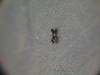 crematogaster???