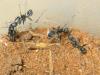 aphaenogaster