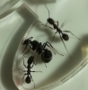 Aphaenogaster sp.