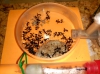 Alilibo Congelaci�n forzosa experimento 5