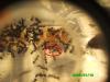 Aphaenogaster de Rivas