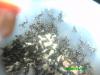 Aphaenogaster de Rivas