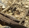 Traslado Aphaenogaster.