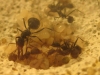 colonia aphas