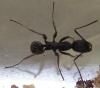 aphenogaster-a