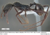 A.gemella hormigas.org
