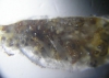 Temnothorax racovitzai