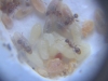 C. Temno 6