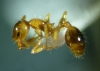 Temnothorax sp (2)
