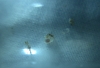 Larva grande