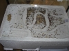 http://www.eatenbyinsects.de