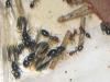 posible crematogaster scutellaris