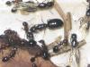 posible crematogaster scutellaris