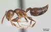 Crematogaster quadriformis