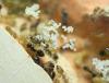 Colonia Crematogaster sp.
