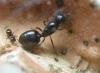Colonia Crematogaster sp.