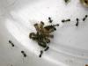 Colonia Crematogaster sp.