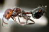 Crematogaster laestrygon canarensis