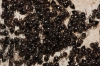 Crematogaster sp