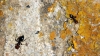 Obreras de Crematogaster scutellaris
