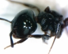 crematogaster_sp3