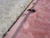 crematogaster