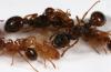 Myrmica sabuleti de Alemania
